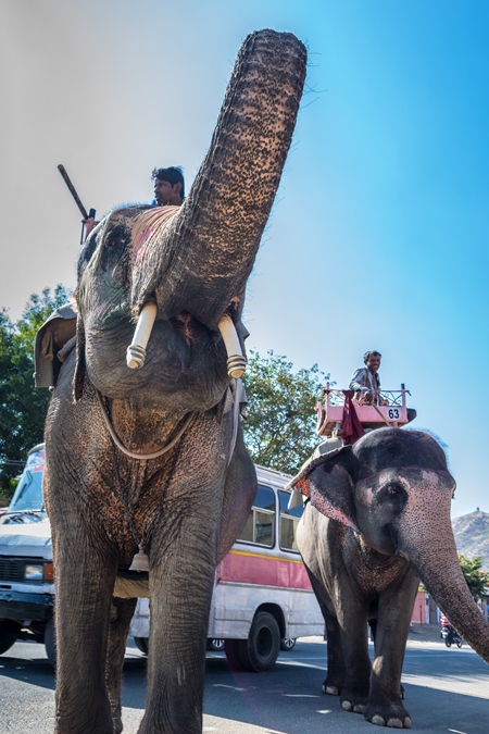 Elephant raising trunk used for entertainment tourist ride walking on street in Jaipur