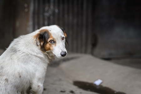 Indian street dog or stray  pariah dog, looking round at camera, Pune, Maharashtra, India, 2023