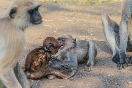 Indian gray or hanuman langur monkey mothers with small cute babies playing in Mandore Gardens in the city of Jodhpur in Rajasthan in India