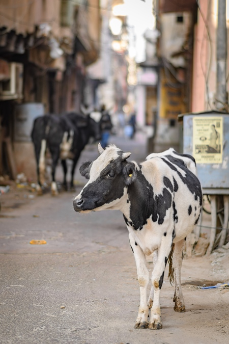Indian street cow or bullock in narrow street in the urban city of Jaipur, India, 2022