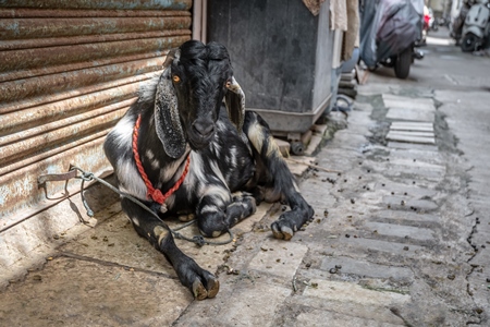 Goat to be used for Eid religious sacrifice tied up in urban city street