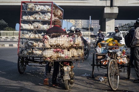 Indian broiler chickens transported in cages on a motorbike and tricycle chicken cart at Ghazipur murga mandi, Ghazipur, Delhi, India, 2022