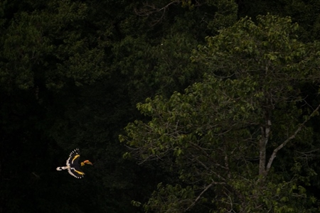 Great hornbill in flight in forest