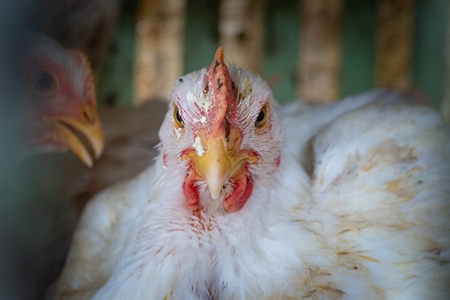 Close up of dirty white broiler chicken in cage outside a chicken poultry meat shop in Pune, Maharashtra, India, 2021