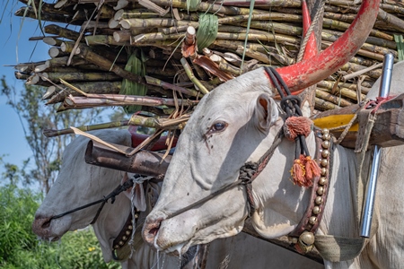 Close up of working Indian bullocks pulling sugarcane carts working as animal labour in the sugarcane industry in Maharashtra, India, 2020