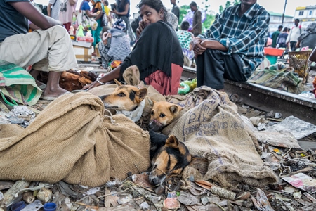 Dogs in sacks with their mouths tied at a dog meat market by the railway tracks