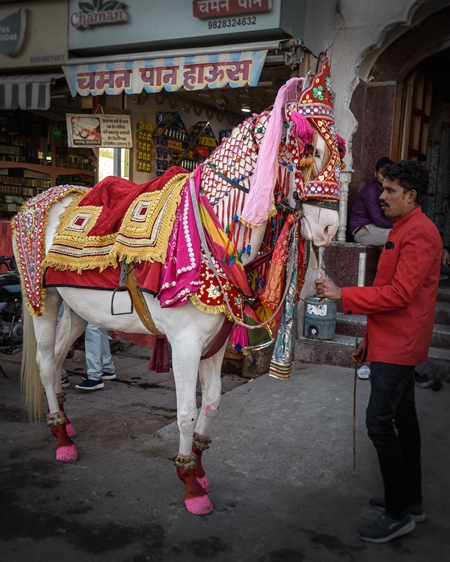 Indian marriage horse or baraat horse used for wedding ceremonies, Ajmer, Rajasthan, India, 2022
