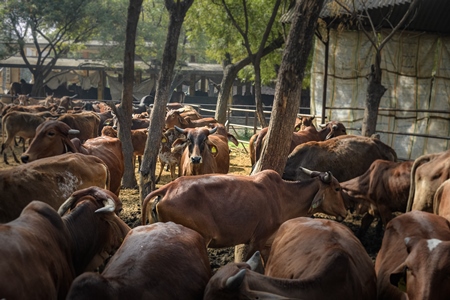 Large herd of Indian cows in an enclosure at a gaushala or goshala in Jaipur, India, 2022