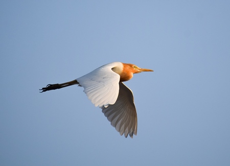 Indian cattle egret flying with blue sky background