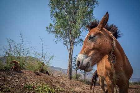 Working Indian horse or pony used for animal labour owned by nomads in rural Maharashtra