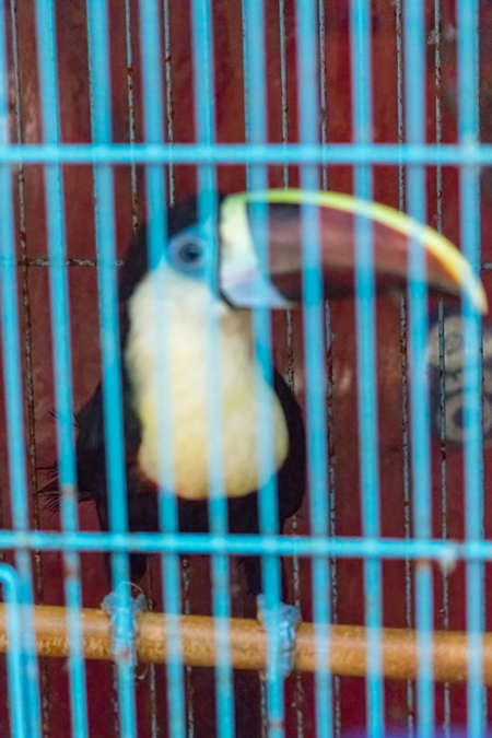 Toucan exotic bird in a cage on sale at Crawford pet market in Mumbai, India