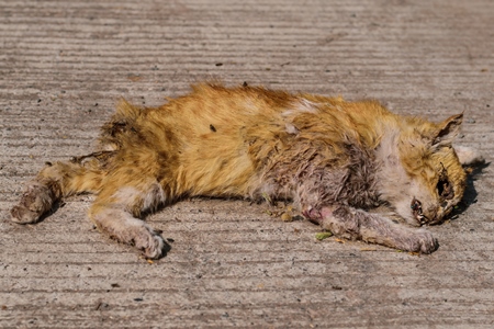 Dead Indian stray street cat killed in road traffic accident, India
