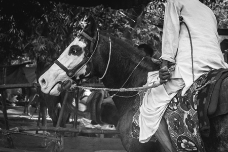 Man riding horse in horse race at Sonepur horse fair in black and white