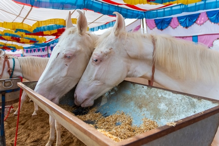 White Indian horses on sale at a horse fair inside Pushkar camel fair in Pushkar, Rajasthan in India