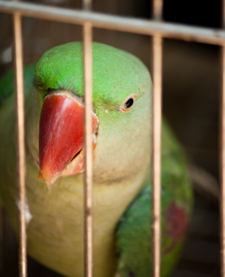 Green Alexandrine parrot with red beak illegally kept as pet in cage with bars.
