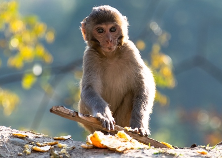 Cute baby Indian macaque monkey, India