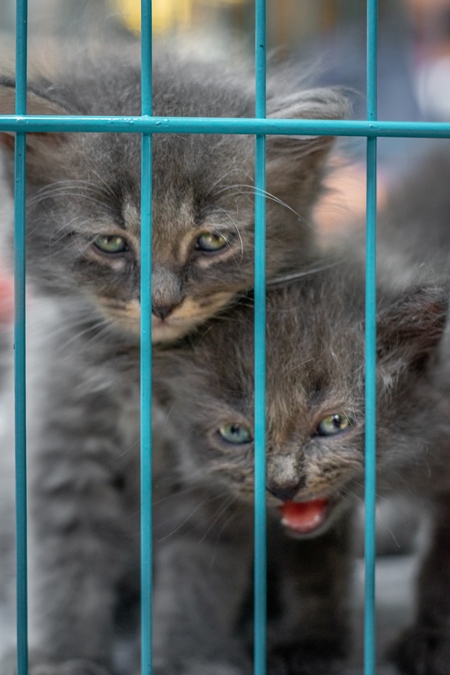 Persian pedigree breed grey kittens in cage on sale as pet cats at Crawford pet market in Mumbai in India