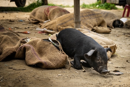 Pigs tied up in sacks and on sale for meat at the weekly animal market