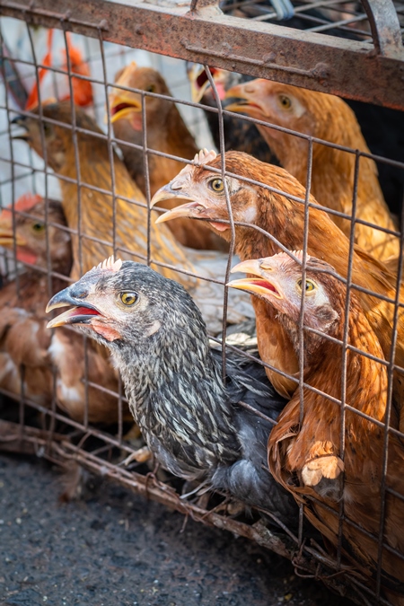 Chickens in a cage trying to escape and panting in the heat at a live animal market at Juna Bazaar, in the city of Pune, India