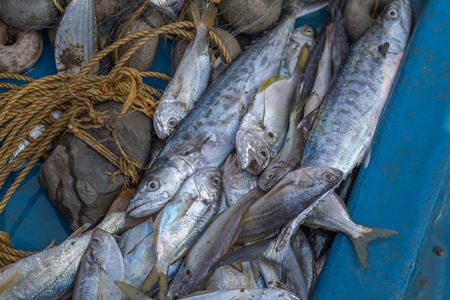 Indian marine ocean fish on the floor of a fishing boat on the beach in Maharashtra, India