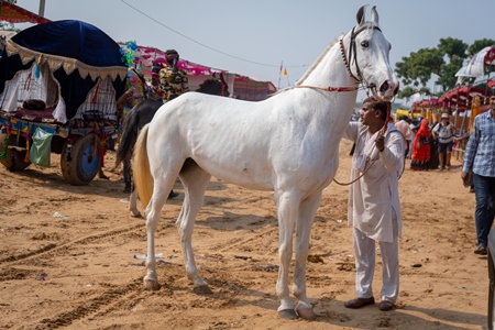 White Indian horse at Pushkar camel fair, Rajasthan, India, 2019