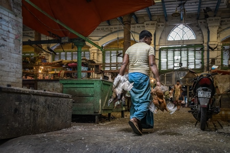 Worker carrying ducks and chickens into the chicken meat market inside New Market, Kolkata, India, 2022