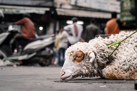 Farmed sheep tied up on the ground near a meat shop, in a street in the city of Delhi, India, 2023