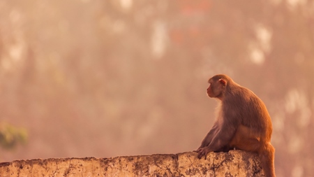 Photo of one Indian macaque monkey sitting on wall in India