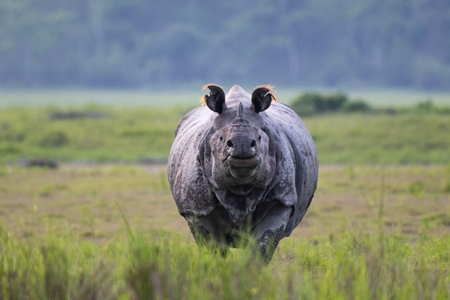 One-horned Indian rhino at Kaziranga National Park, Assam