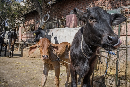 Indian dairy cows and calves on an uregulated dairy farm in the street, Jaipur, India, 2022