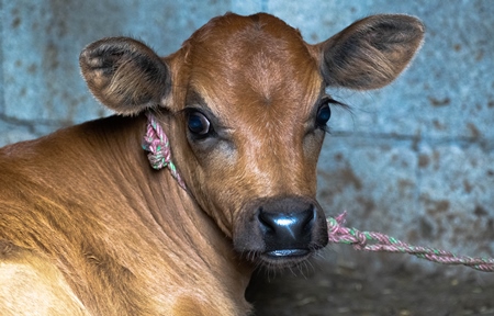 Photo of farmed Indian dairy cow calf in India