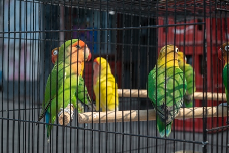 Exotic colourful lovebirds (Agapornis fischeri) in cages for sale as pets at market at Sonepur cattle fair in Bihar, India, 2017
