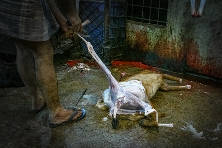 Worker removing skin from goat at the meat market inside New Market, Kolkata, Inida, 2022