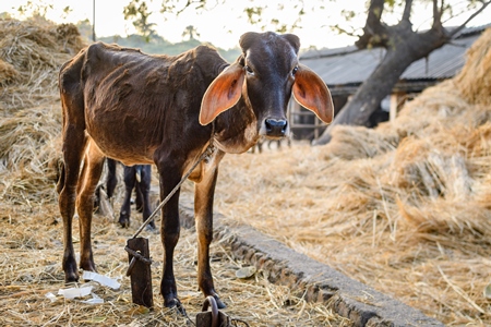 Indian braman cows tied up on an urban dairy farm or tabela, Aarey milk colony, Mumbai, India, 2023