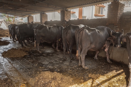 A line of farmed Indian buffaloes kept chained in a very dark and dirty buffalo shed at an urban dairy in a city in Maharashtra