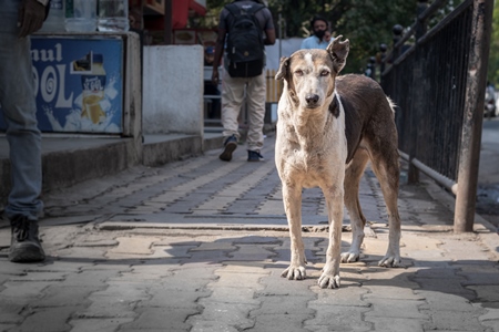Photo of neutered or spayed Indian street dog or stray dog with notch in ear on the road in urban city in Maharashtra in India, 2020