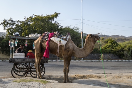 Indian camel with saddles used for animal rides for tourists, Jaipur, India, 2022