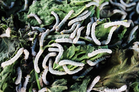 Close up of silkworms eating mulberry leaves
