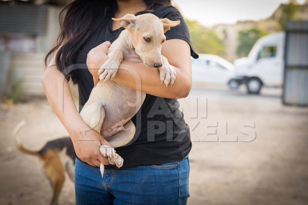 Animal rescue volunteer carrying Indian stray puppy dog or street puppy dog, India