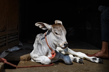 Indian dairy cow calf tied up in small urban tabela, Ghazipur Dairy Farm, Delhi, India, 2022