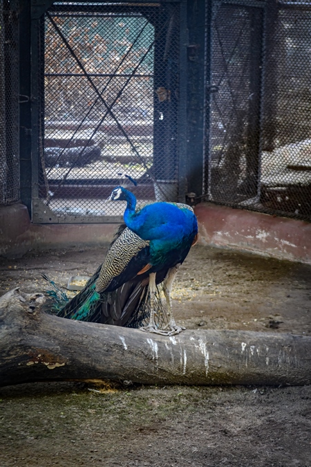 Peacock bird in dirty barren enclosure in captivity at Kolkata zoo, Kolkata, India, 2022