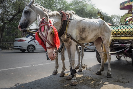 Horses used for horse drawn carriages in front of Victoria memorial, Kolkata, India, 2022