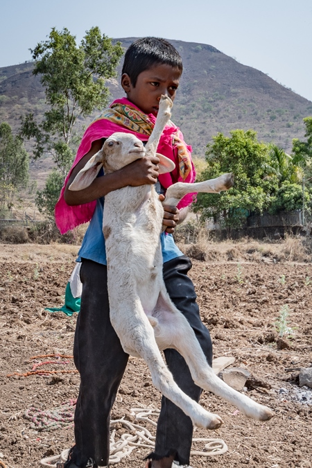Indian nomad boy carrying baby sheep or lamb in a field in rural Maharashtra, India
