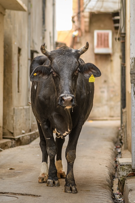 Indian street cow or bullock in an alley in the urban city of Jaipur, India, 2022