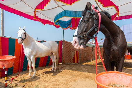 Indian horses on sale at a horse fair inside Pushkar camel fair in Pushkar, Rajasthan in India