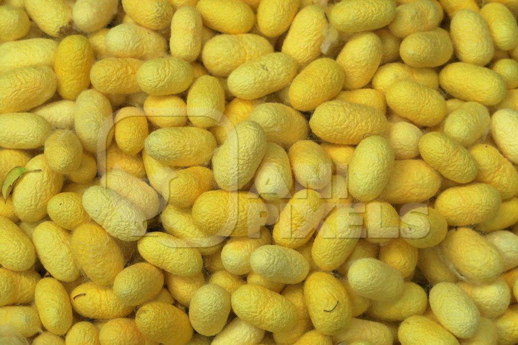 Close up of yellow silk cocoons