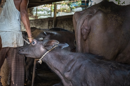 Indian buffalo calf being removed from her mother by worker at urban Indian buffalo dairy farm or tabela, Pune, Maharashtra, India, 2021