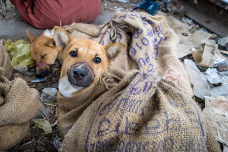 Dogs tied up in sacks waiting to be butchered and sold as meat at a dog market