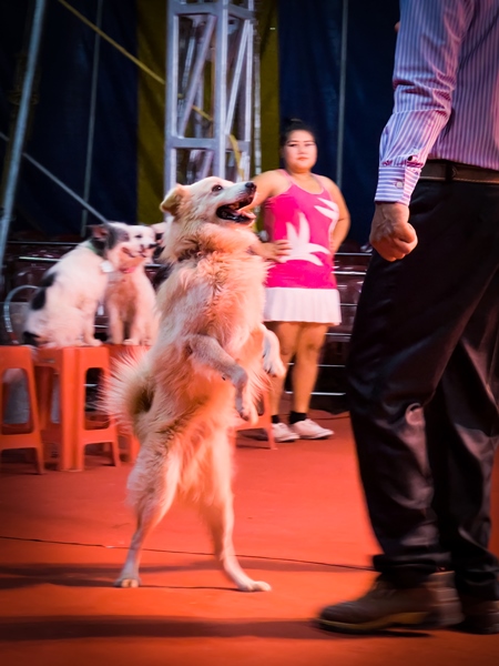 Performing dog standing on hind legs at a show by Rambo Circus in Pune, Maharashtra, India, 2021