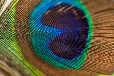 One colourful peacock feather